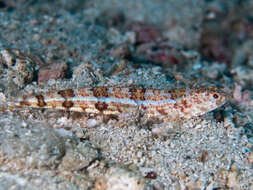 Image of Sand lizardfish