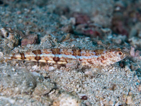 Image of Sand lizardfish