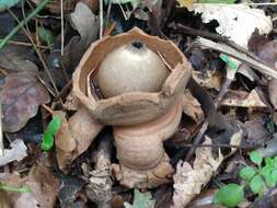 Image of Collared Earthstar