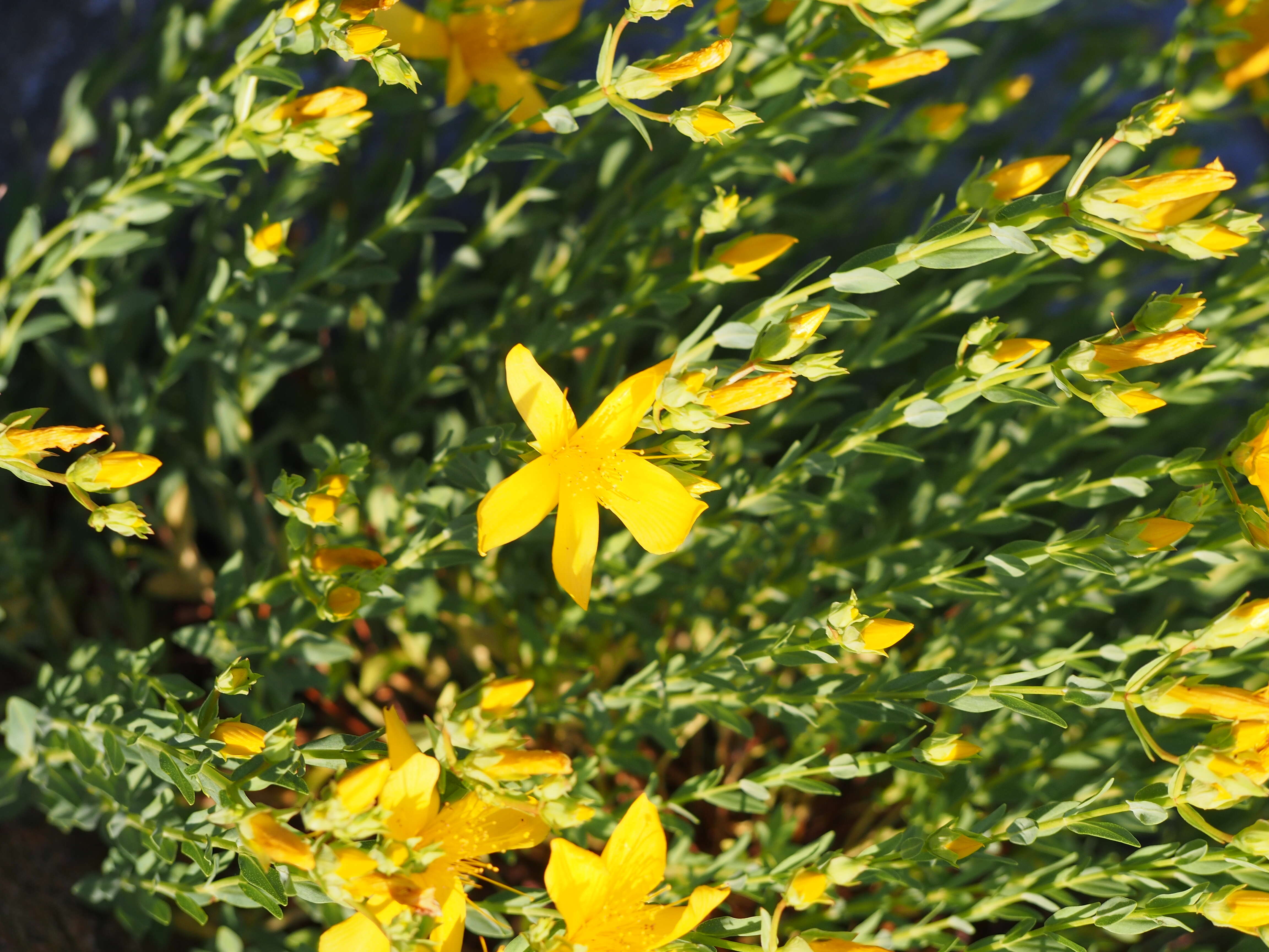 Image of Hypericum olympicum L.