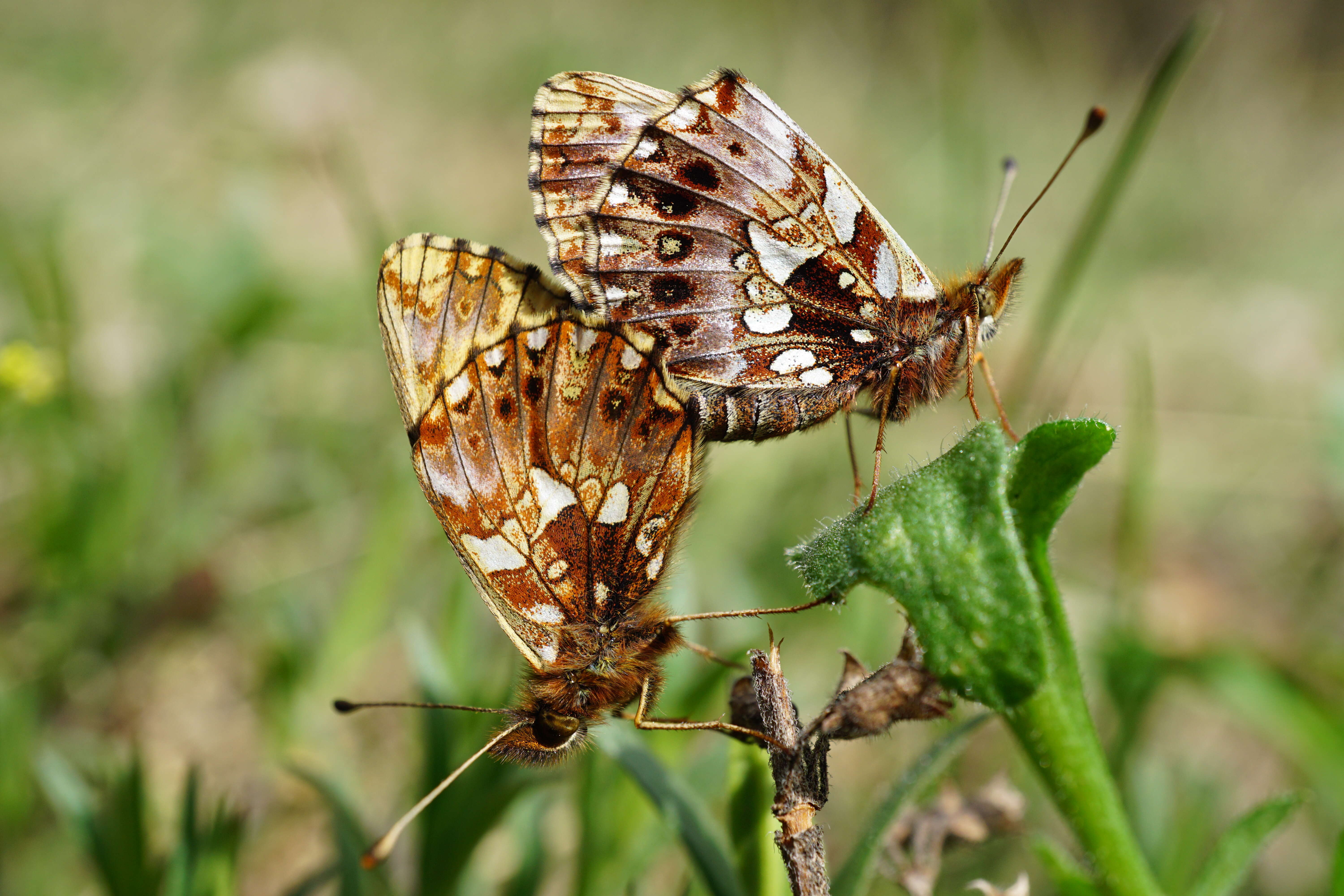 Plancia ëd Boloria dia