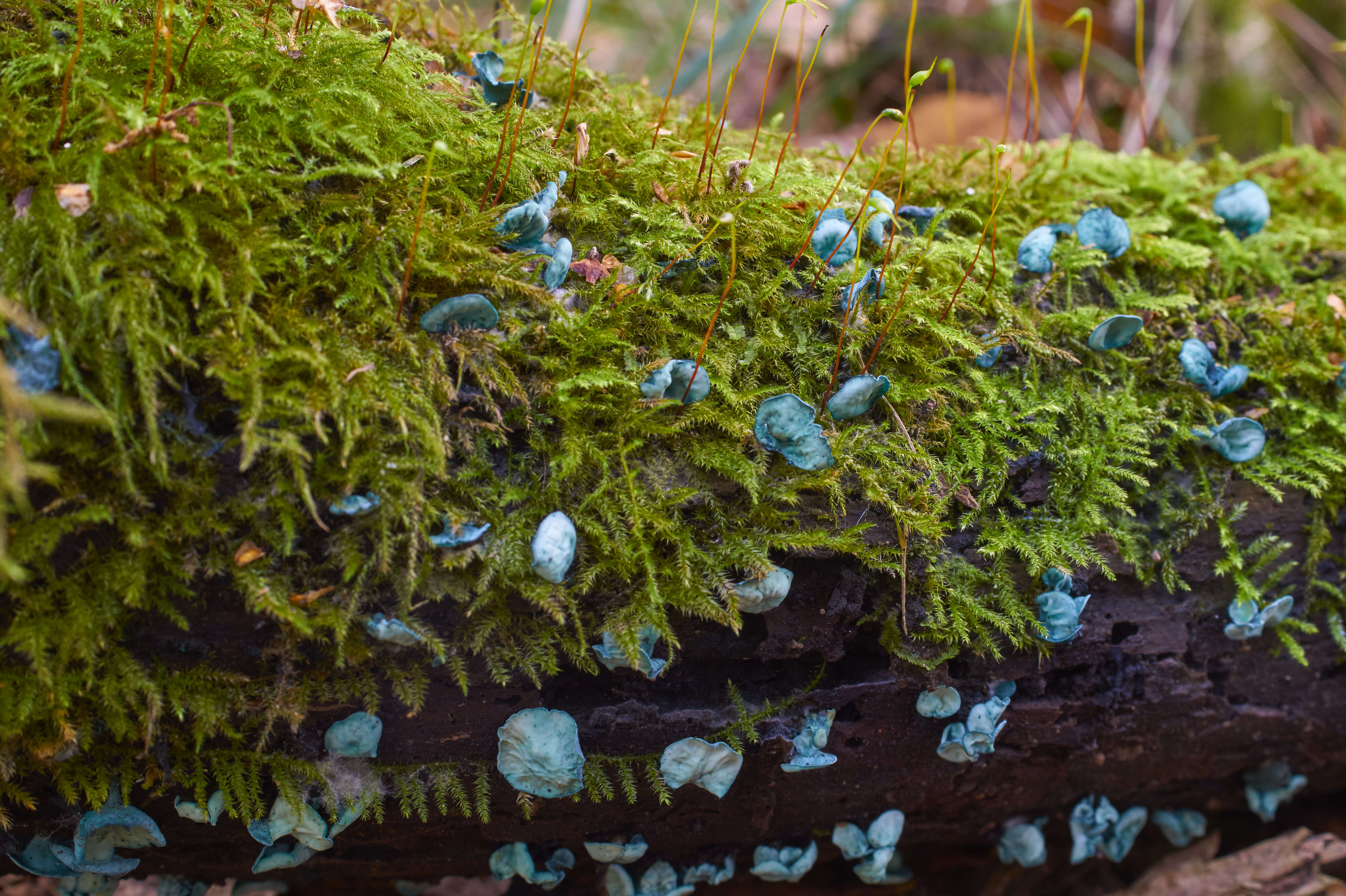 Image of Chlorociboria aeruginascens (Nyl.) Kanouse ex C. S. Ramamurthi, Korf & L. R. Batra 1958