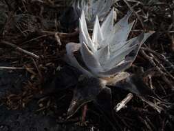 Image of Dudleya anthonyi Rose ex Britton & Rose