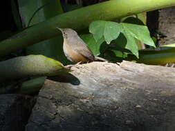 Image of House Wren