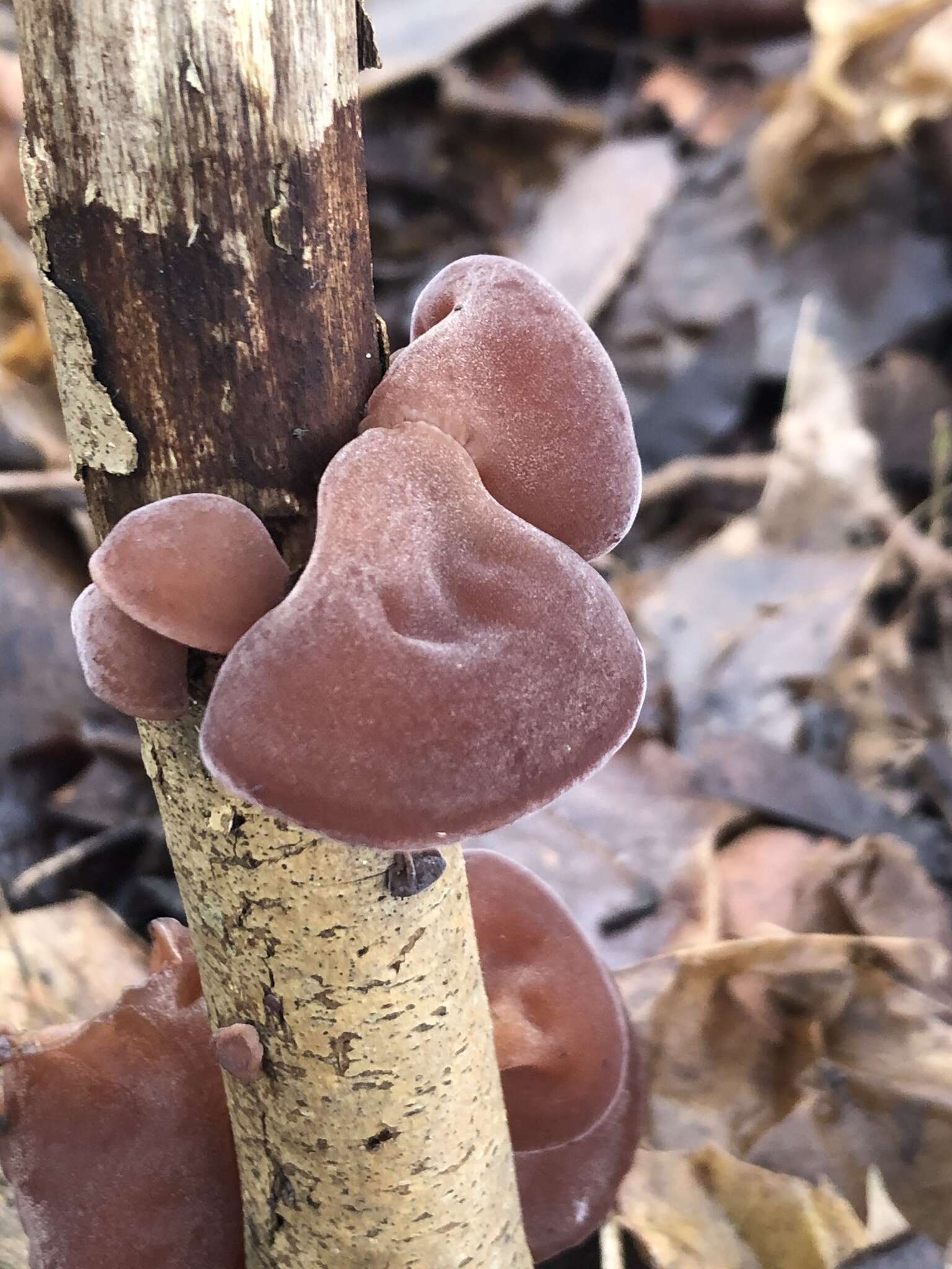 Image of ear fungus