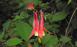 Image of red columbine