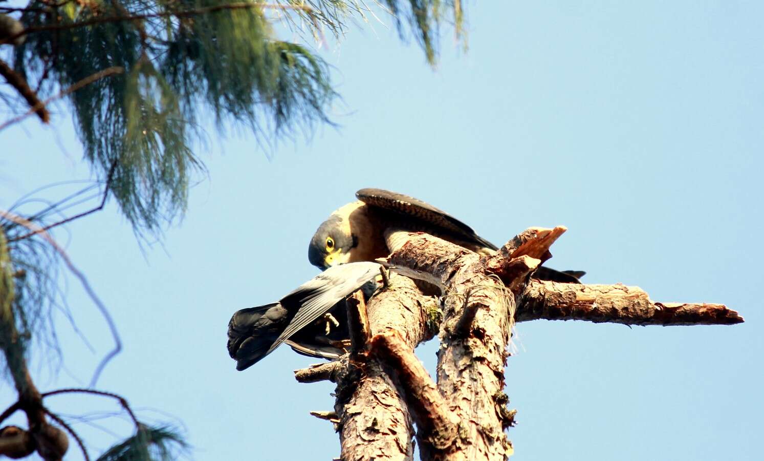 Image of Falco peregrinus peregrinator Sundevall 1837