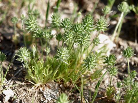 Imagem de Ceratocephalus testiculatus