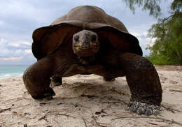 Image de Aldabrachelys