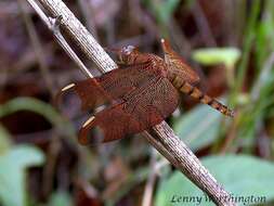 Image of Black Stream Glider