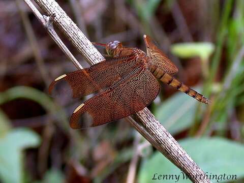 Image of Black Stream Glider