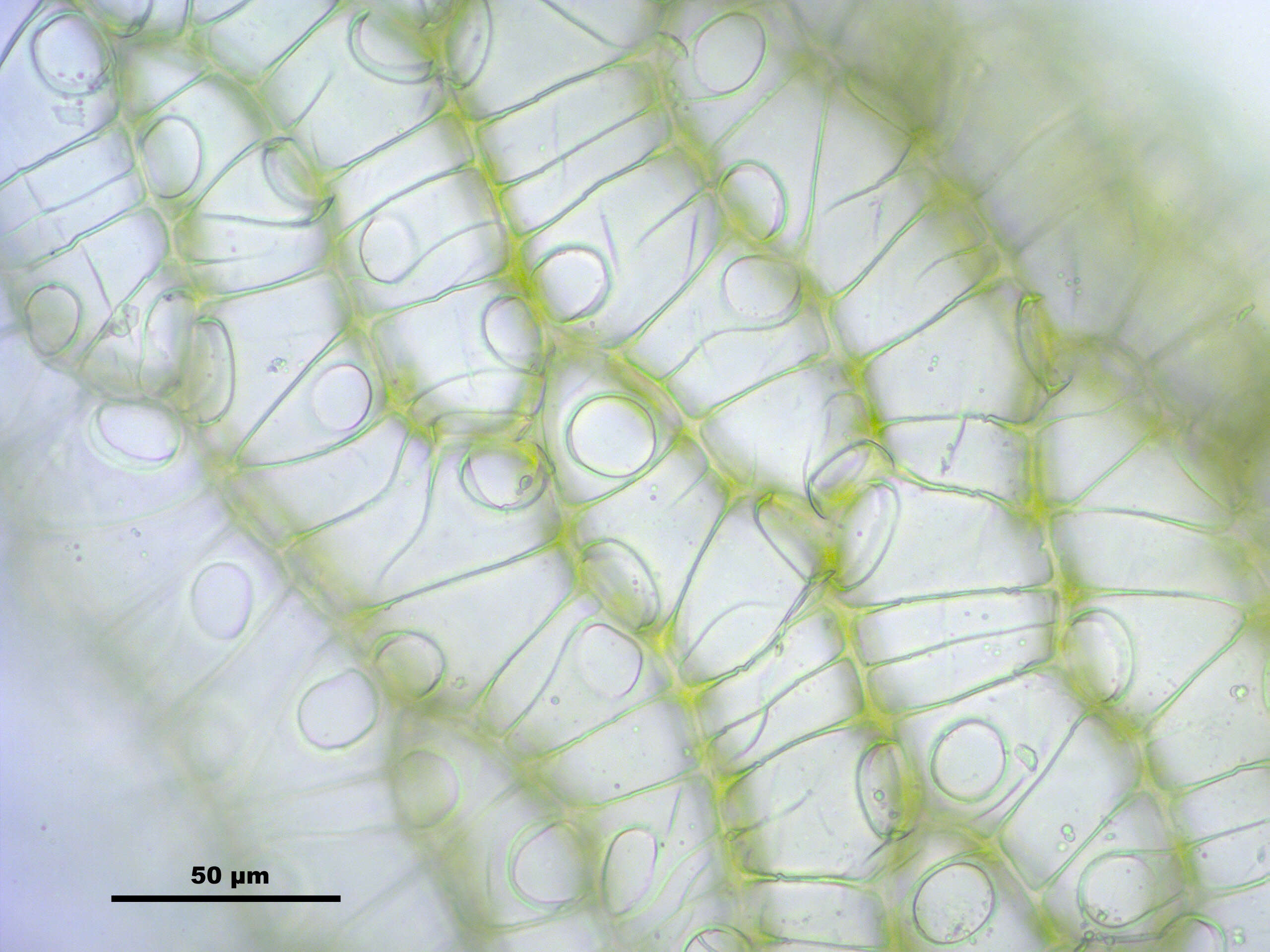 Sphagnum centrale C. E. O. Jensen 1896的圖片