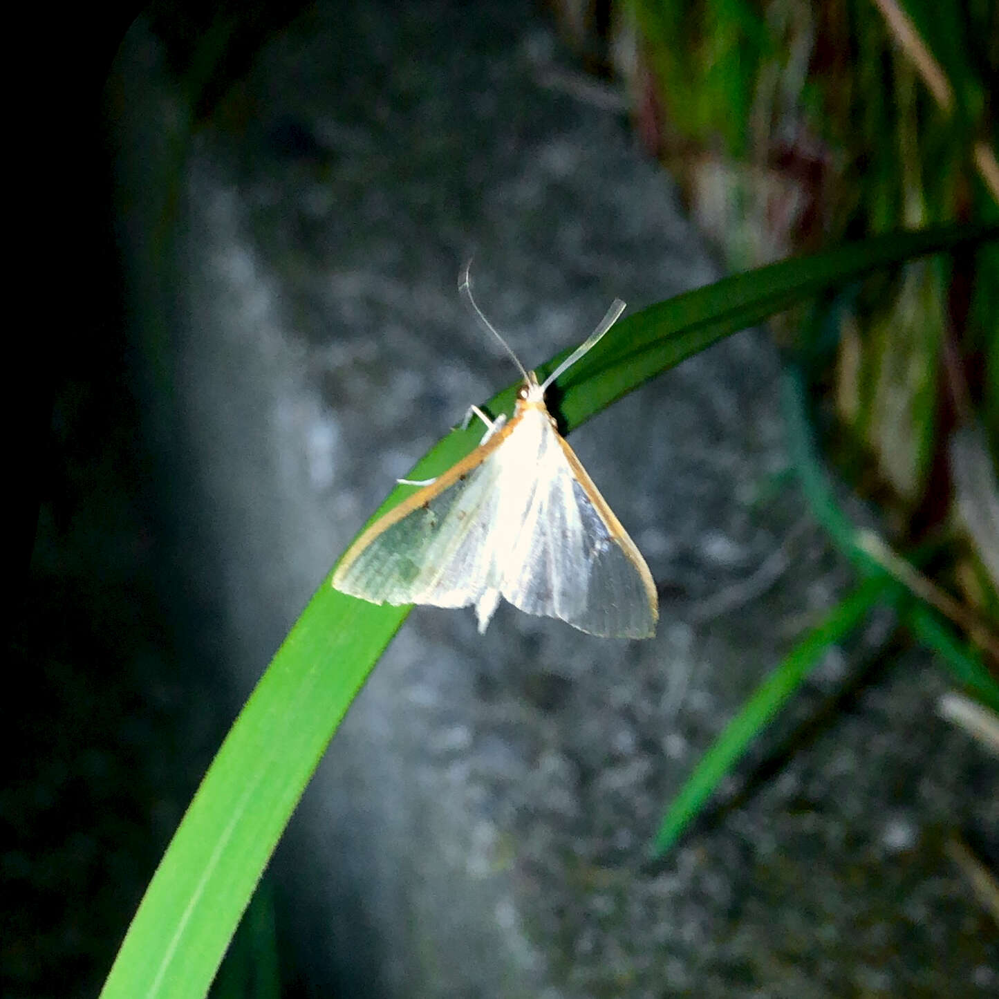 Imagem de Palpita nigropunctalis Bremer 1864