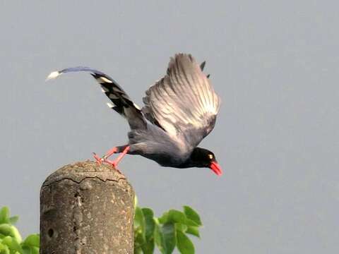 صورة Urocissa caerulea Gould 1863