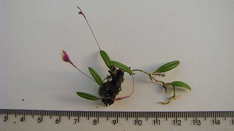 Anathallis articulata (Lindl.) Luer & Toscano的圖片