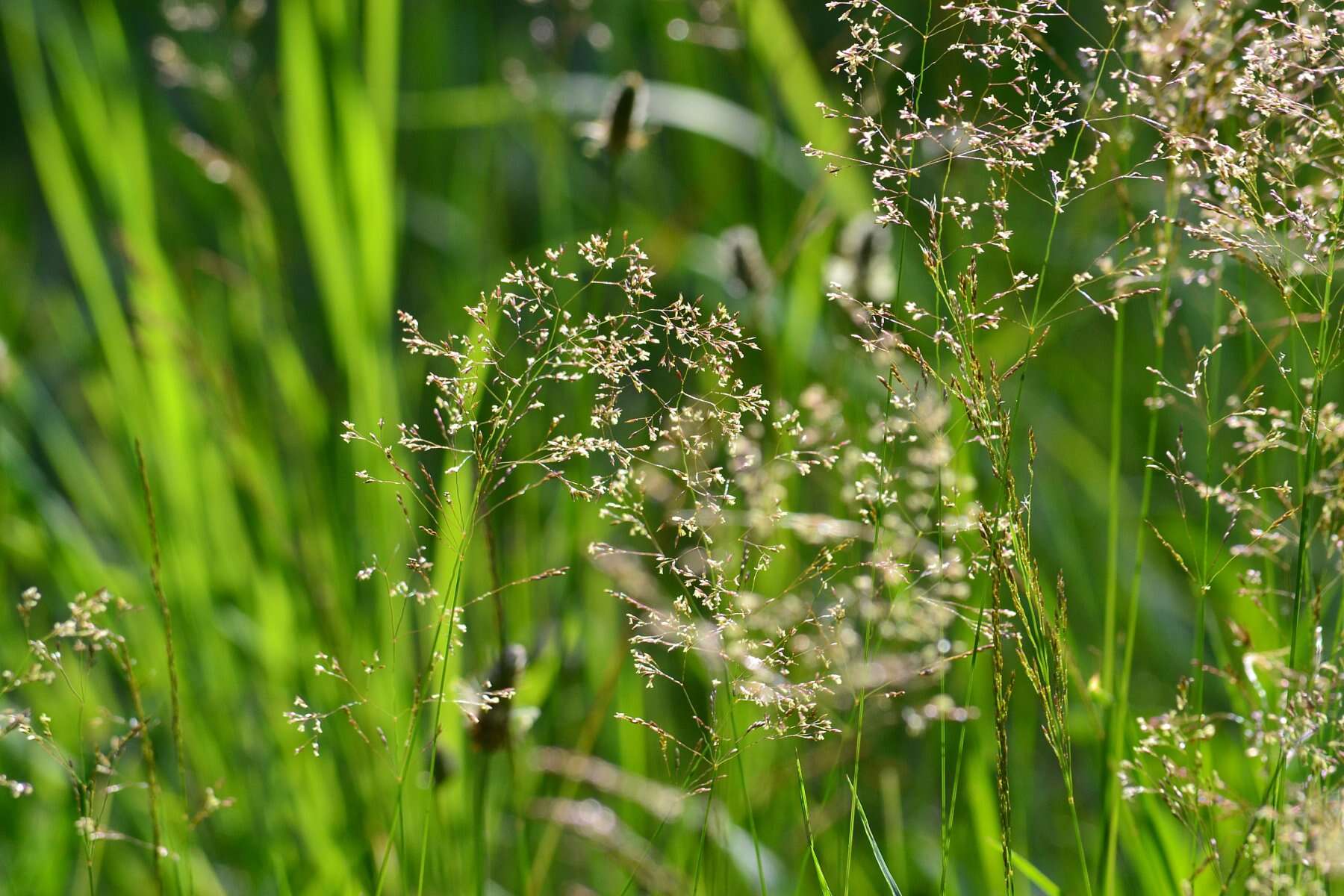 Image de Agrostis commun