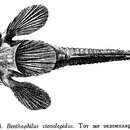 Image de Benthophilus ctenolepidus Kessler 1877
