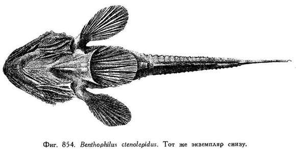 Image de Benthophilus ctenolepidus Kessler 1877