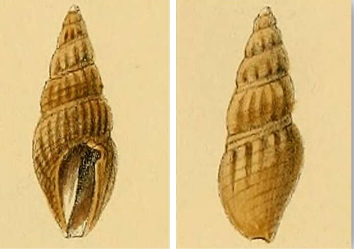 Image of Rhodopetoma erosa (Schrenck 1862)