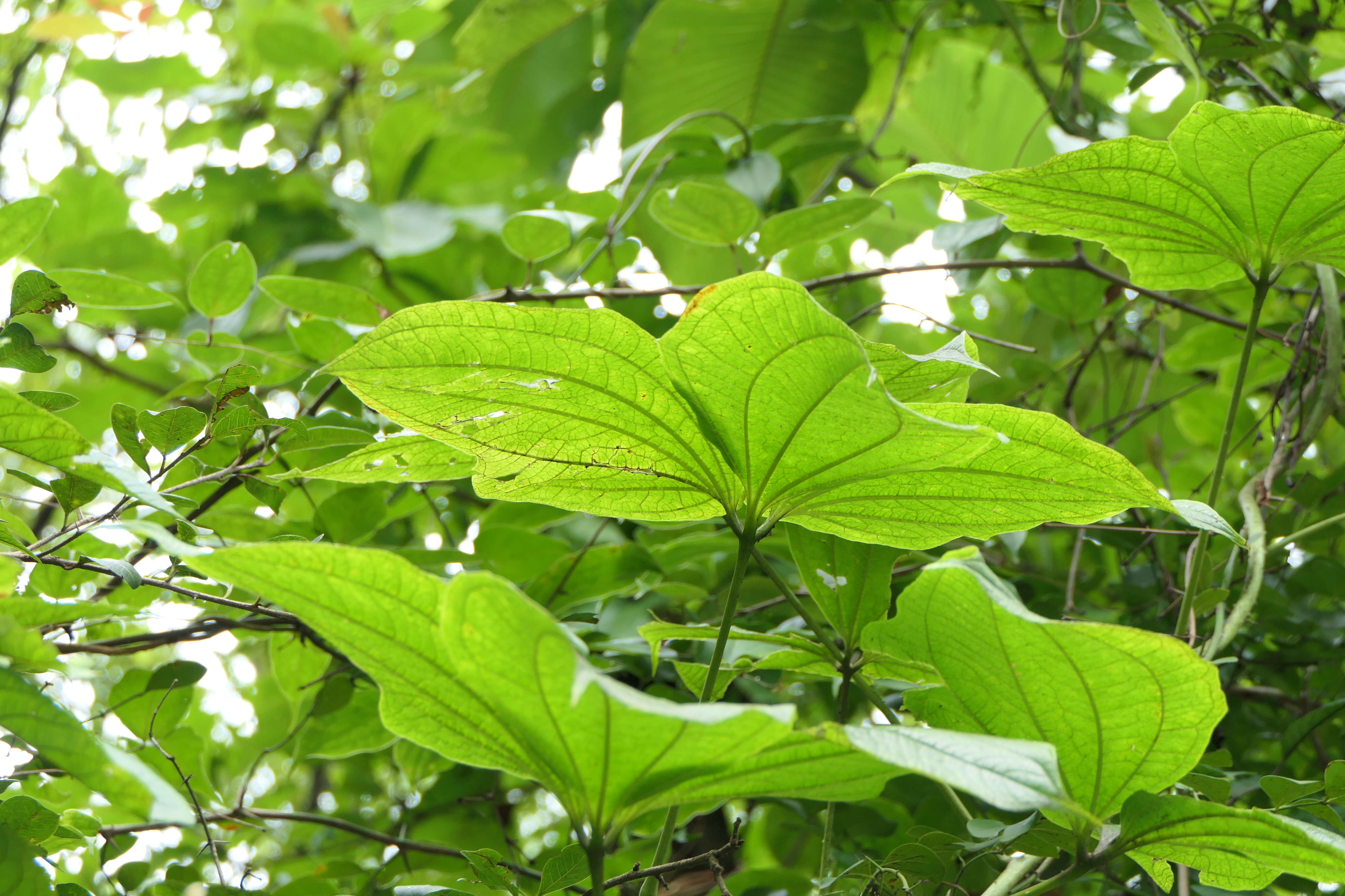 صورة Dioscorea hispida Dennst.