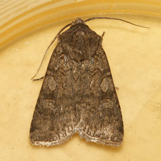 Image of Reaper Dart, Dark-sided Cutworm