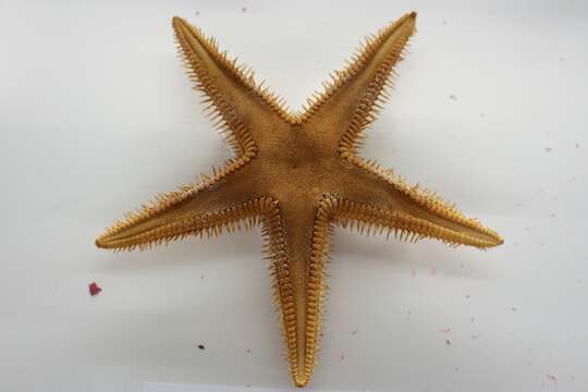 Image of Astropecten armatus Gray 1840