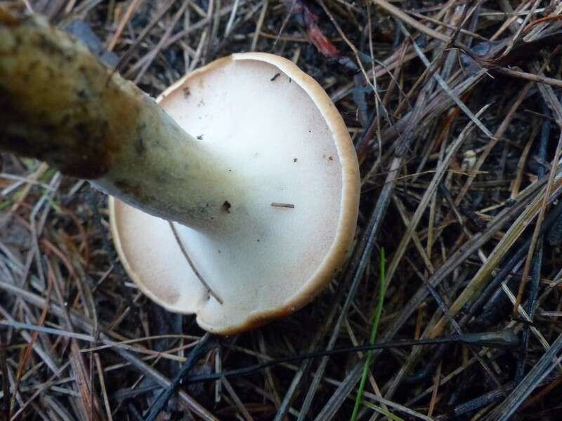 Image of Rooting Polypore