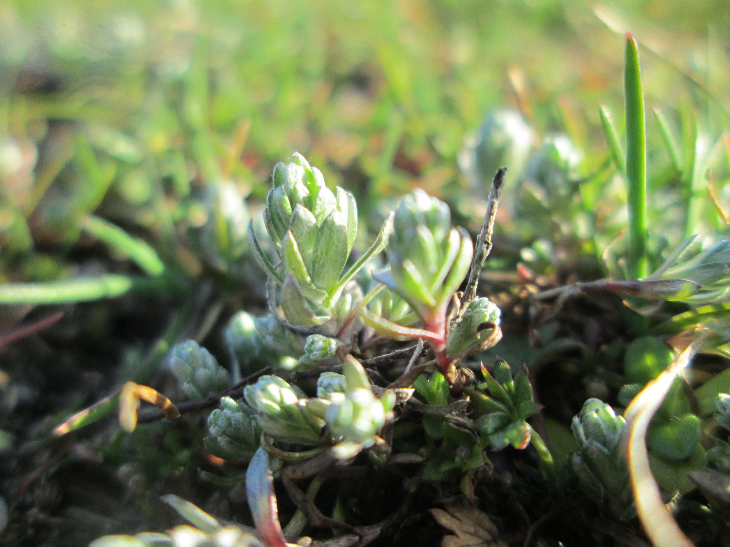 Image of field cudweed