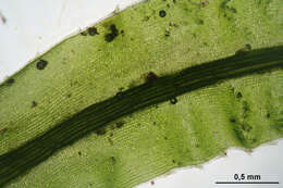 Image of undulate atrichum moss