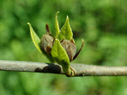 Image de Calycanthus floridus L.