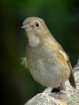 Image of Orange-flanked Bush-Robin