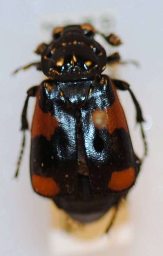 Image of Nicrophorus (Nicrophorus) quadrimaculatus (Matthews & A. 1887)