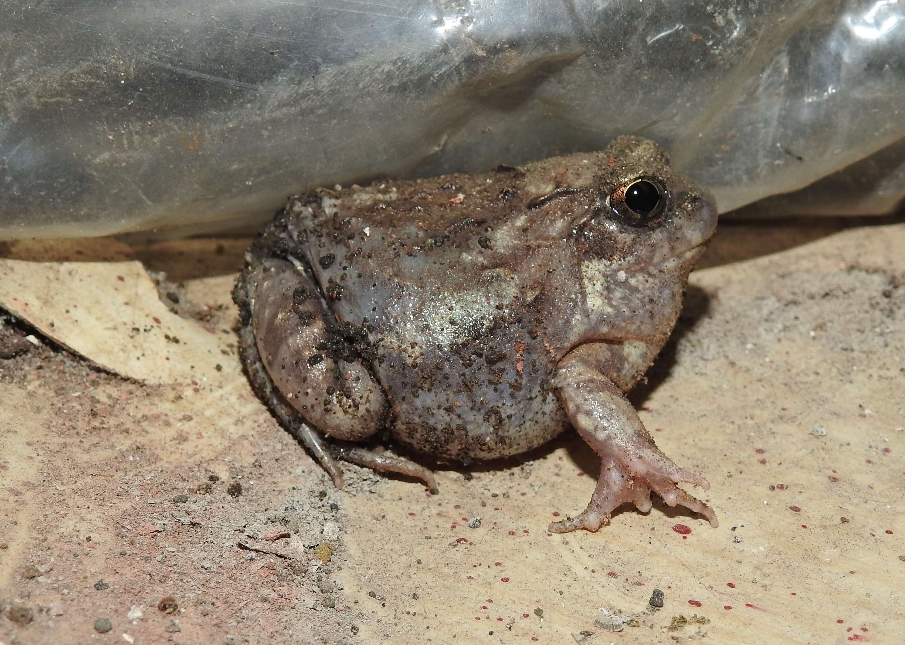 Image of Burrowing frog