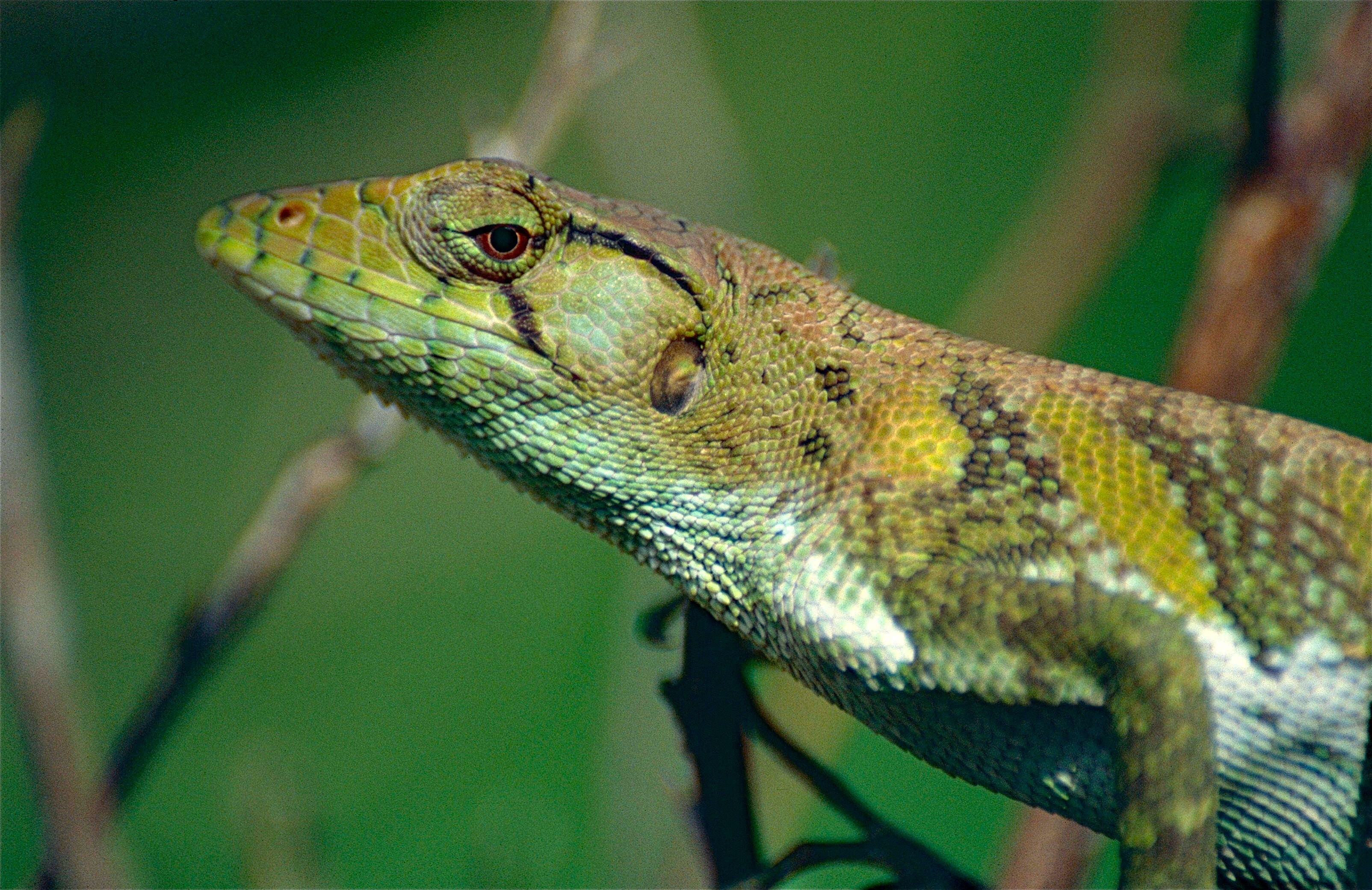 Imagem de Polychrus marmoratus (Linnaeus 1758)