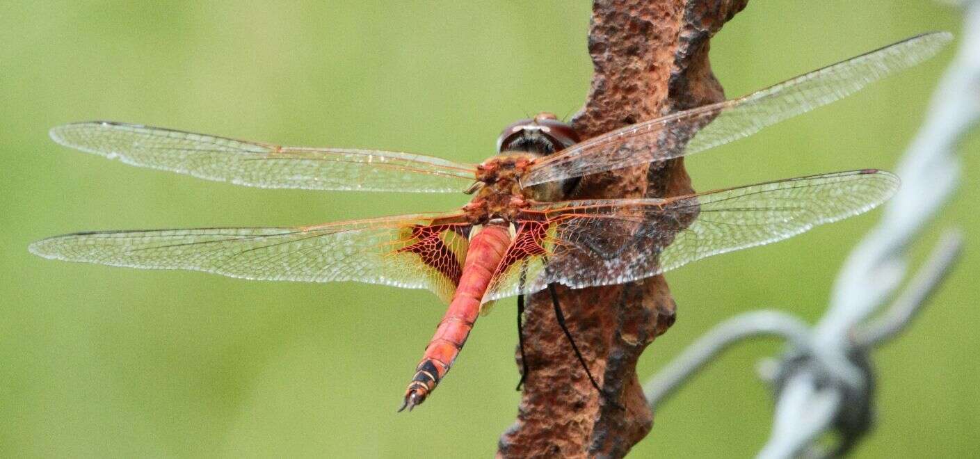 Tramea basilaris (Palisot de Beauvois 1817) resmi