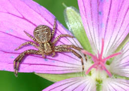 Imagem de Geranium palustre L.