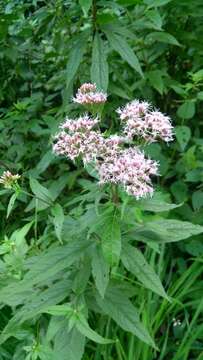 Image of hemp agrimony