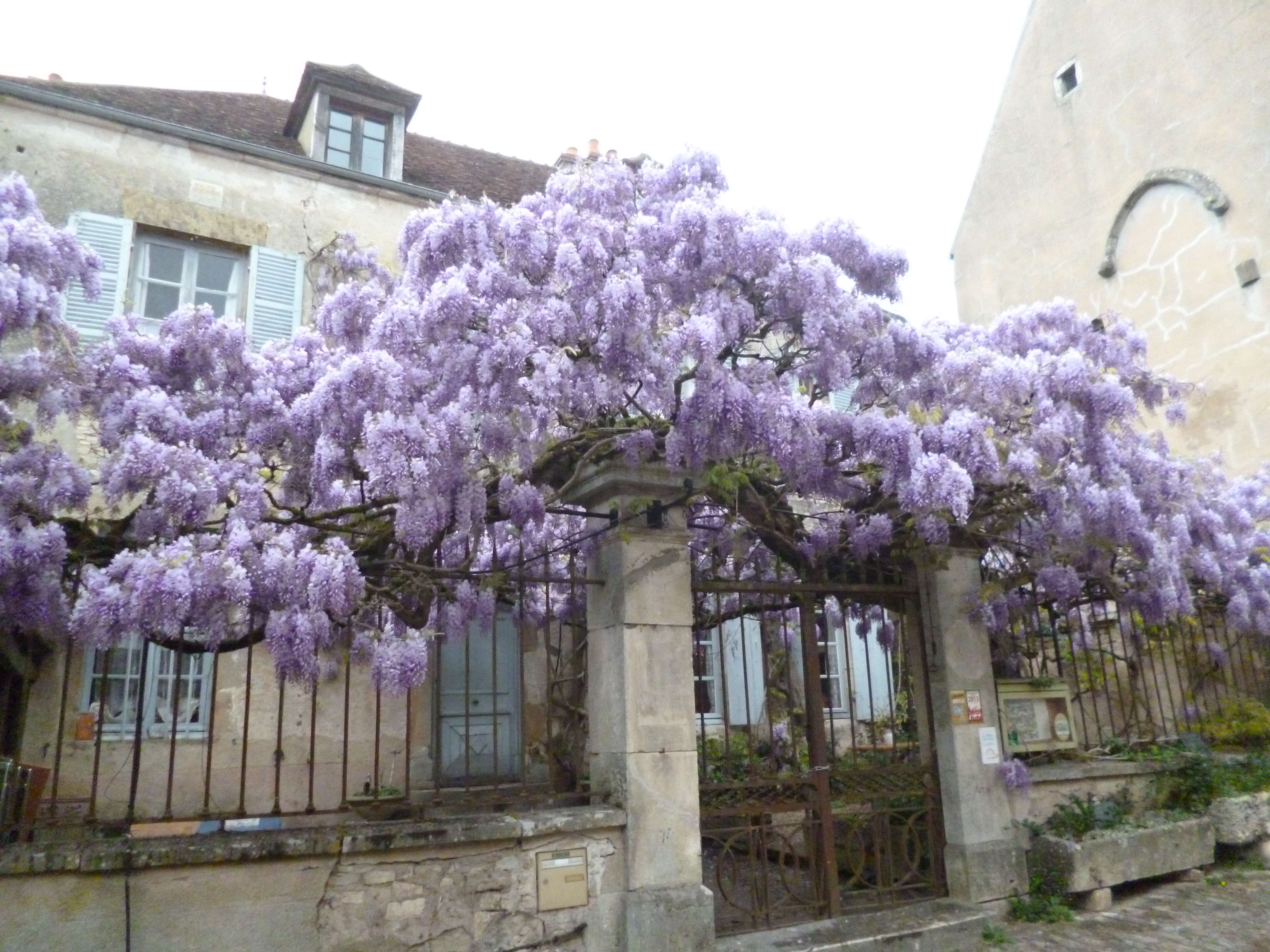 Image de Wisteria sinensis (Sims) Sweet