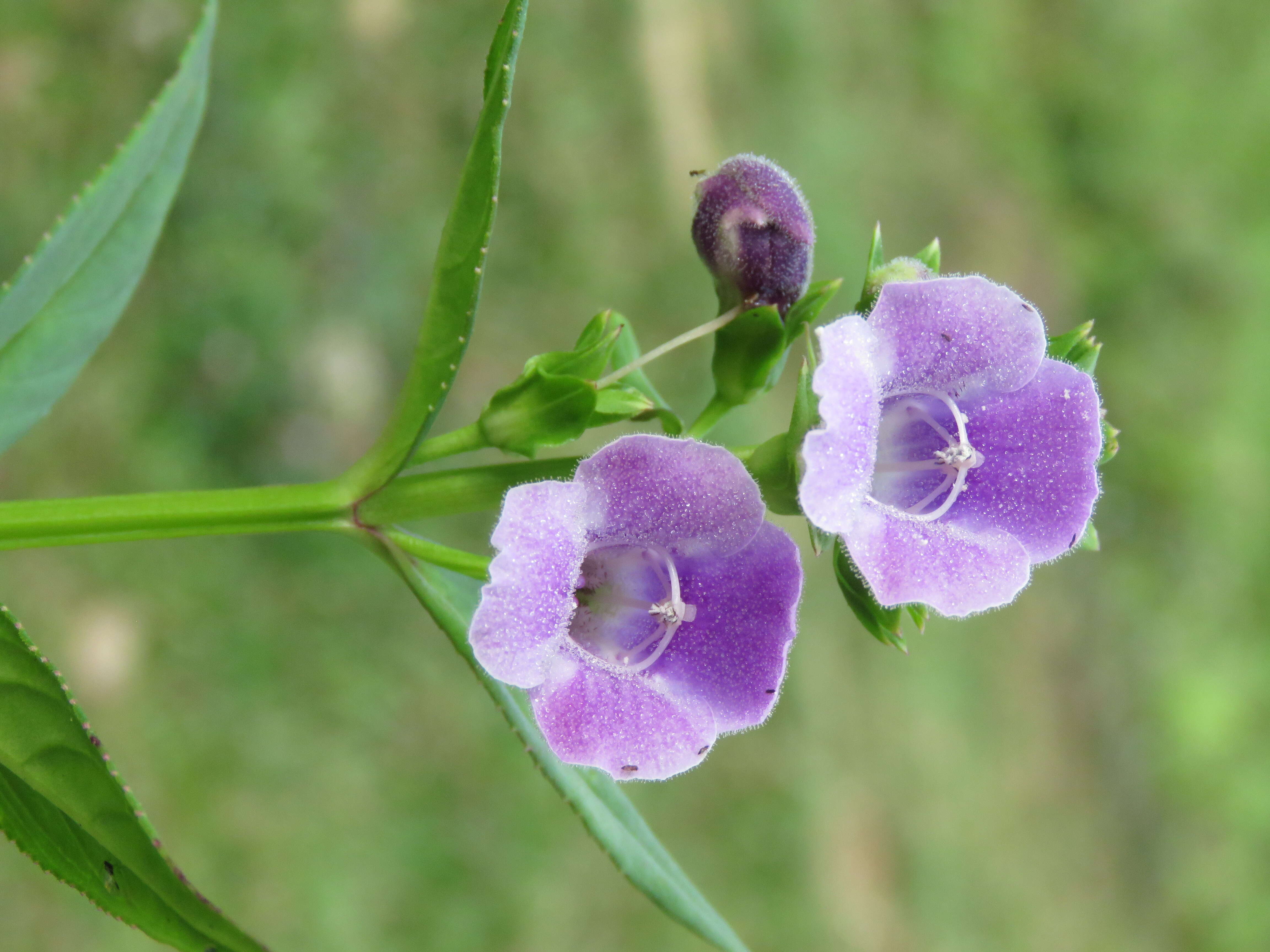 Imagem de Artanema longifolium (L.) Vatke