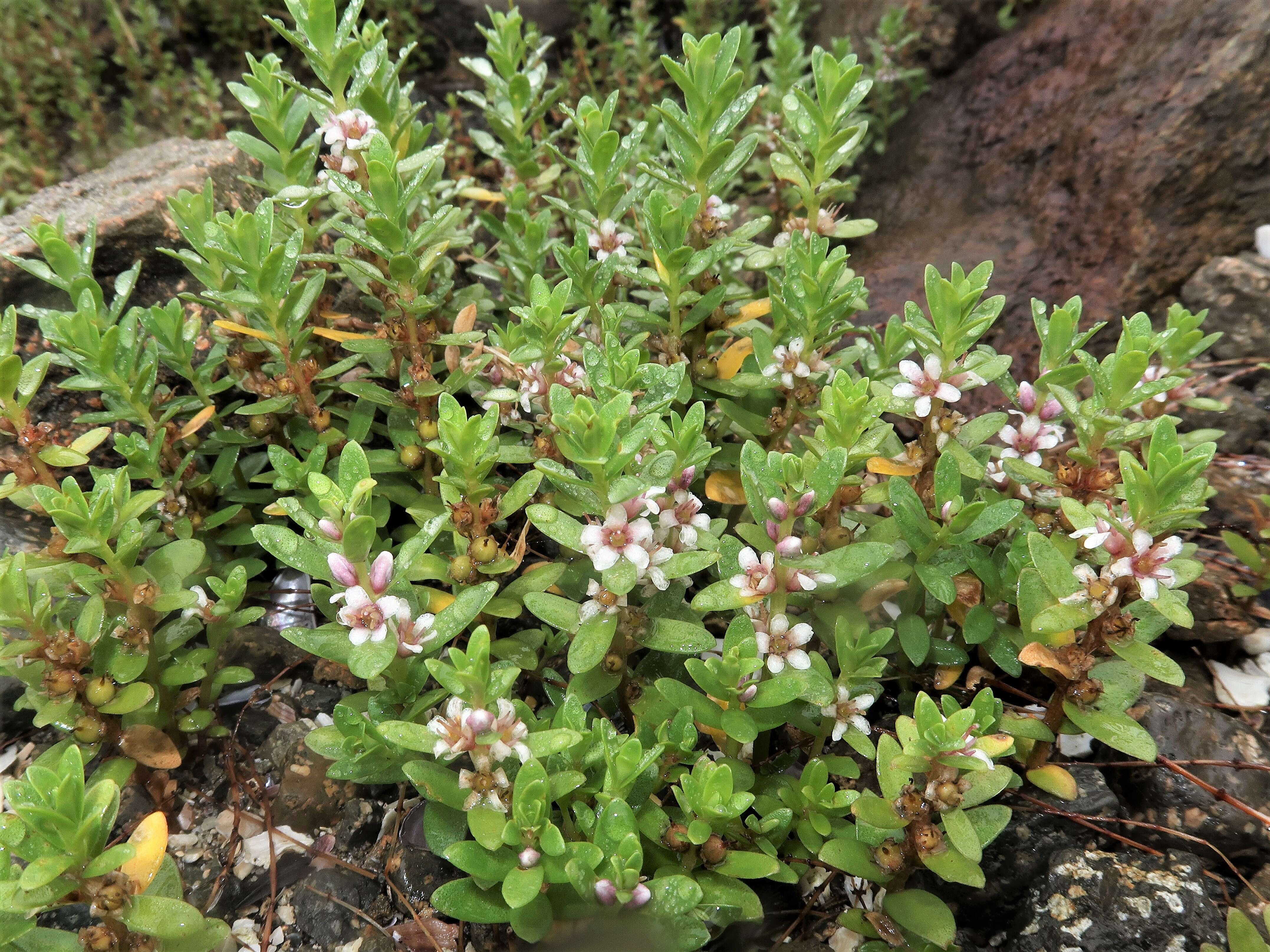 Image of black saltwort