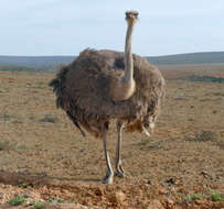 Image of ostriches