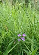 Imagem de Lathyrus palustris L.