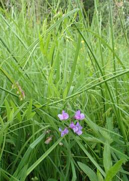 Imagem de Lathyrus palustris L.