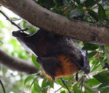 Image of Gray-headed Flying Fox