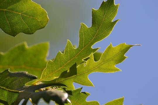 Imagem de Quercus libani G. Olivier