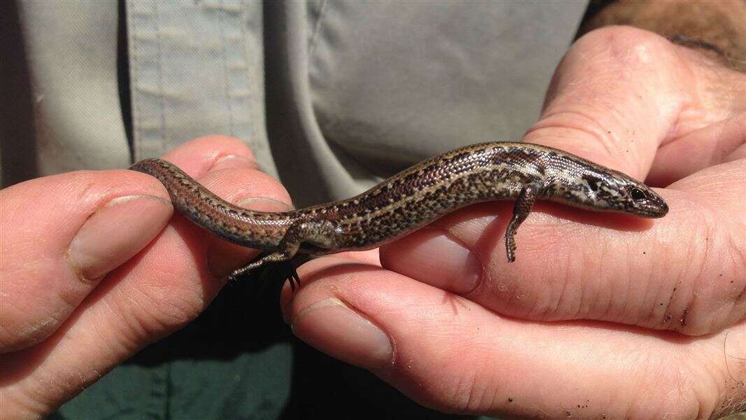 Image of Chesterfield skink
