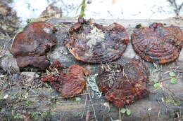 Image of lingzhi mushroom