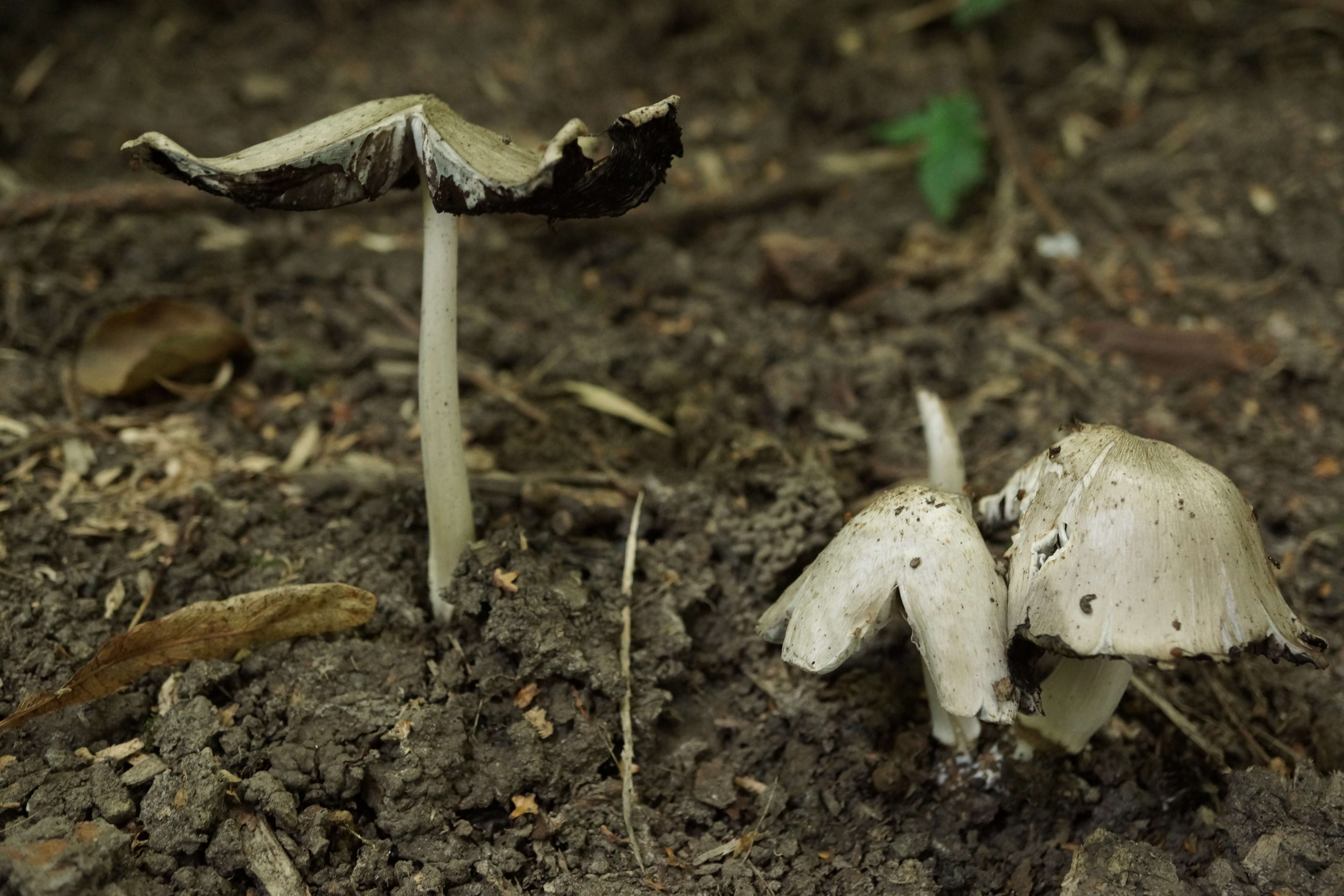 Coprinopsis atramentaria (Bull.) Redhead, Vilgalys & Moncalvo 2001 resmi