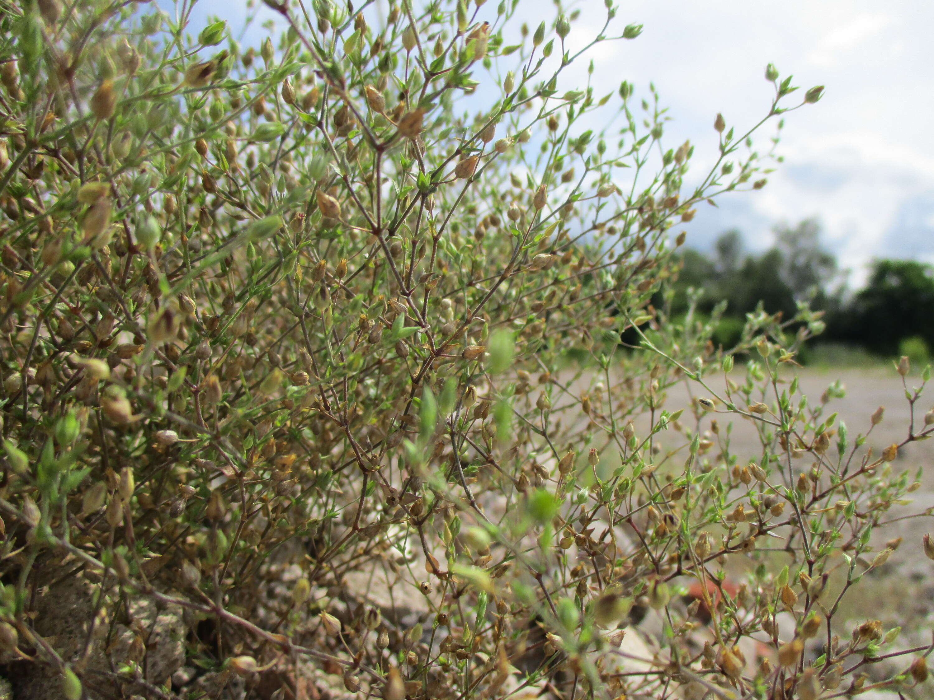 Image de sabline à feuilles de serpolet