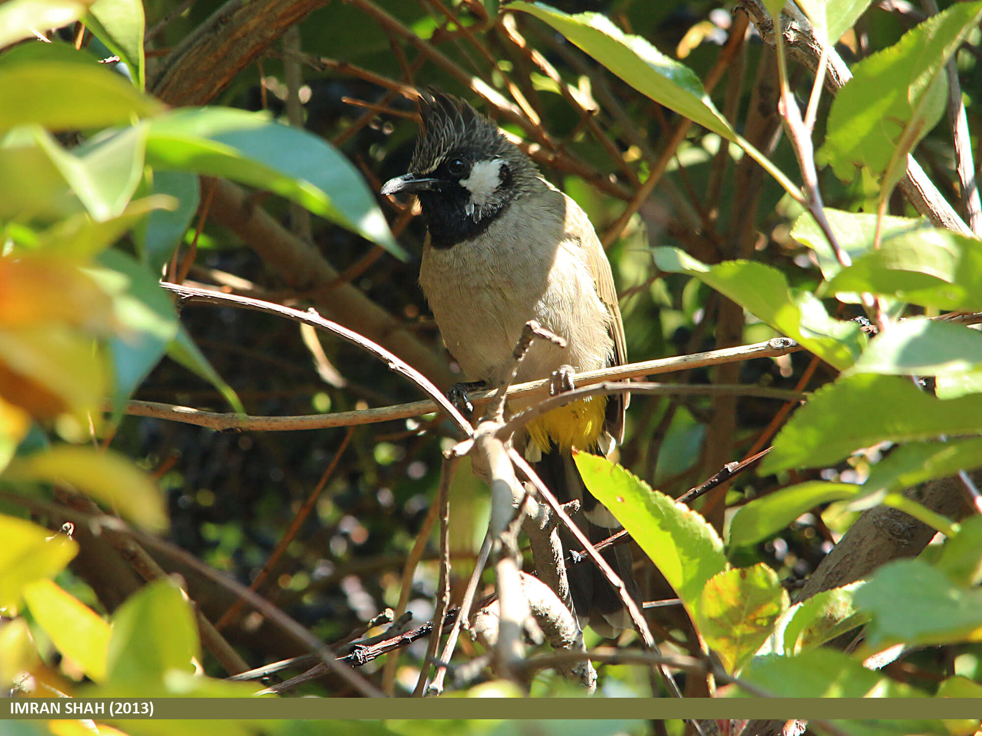 Image of Himalayan Bulbul